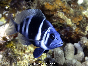 Taken while diving in Roatan July 2012 by Rickey Ferand 